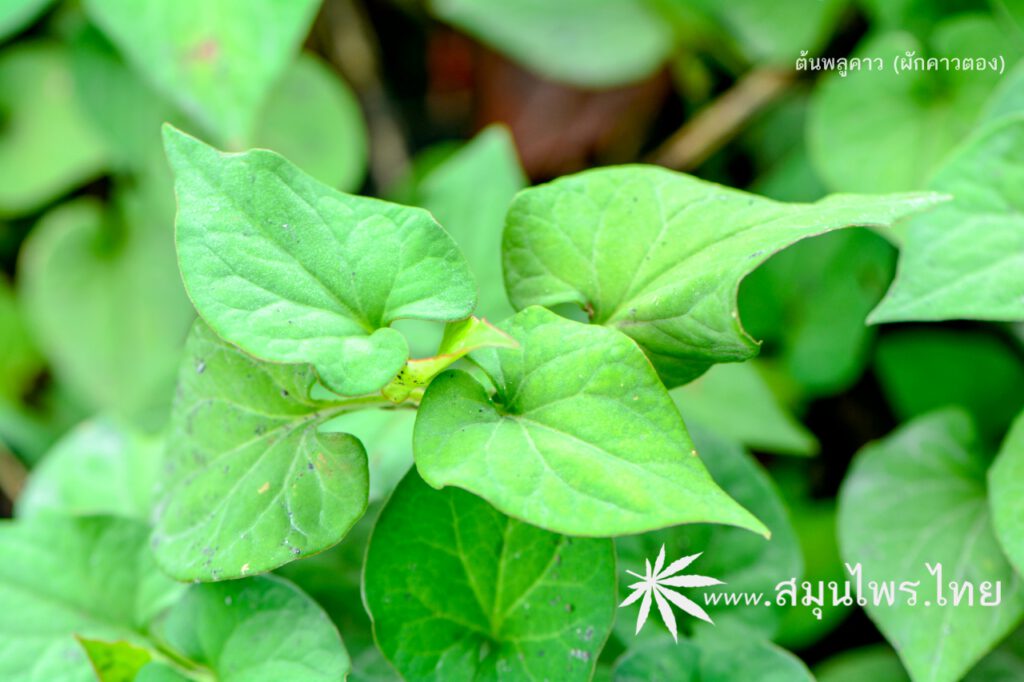 ต้นพลูคาว (ผักคาวตอง) ชื่อวิทยาศาสตร์ Houttuynia cordata Thunb.