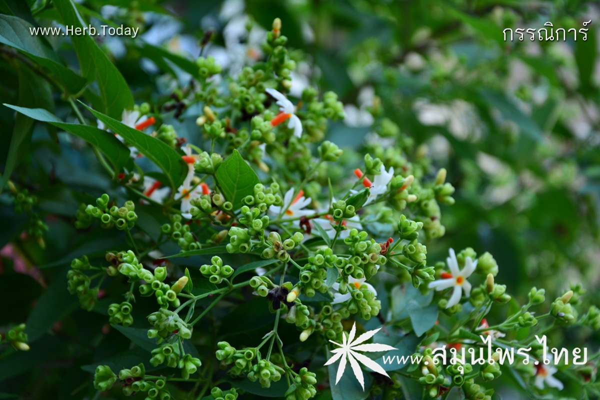 กรรณิการ์ ชื่อวิทยาศาสตร์ Nyctanthes arbor-tristis Linn.