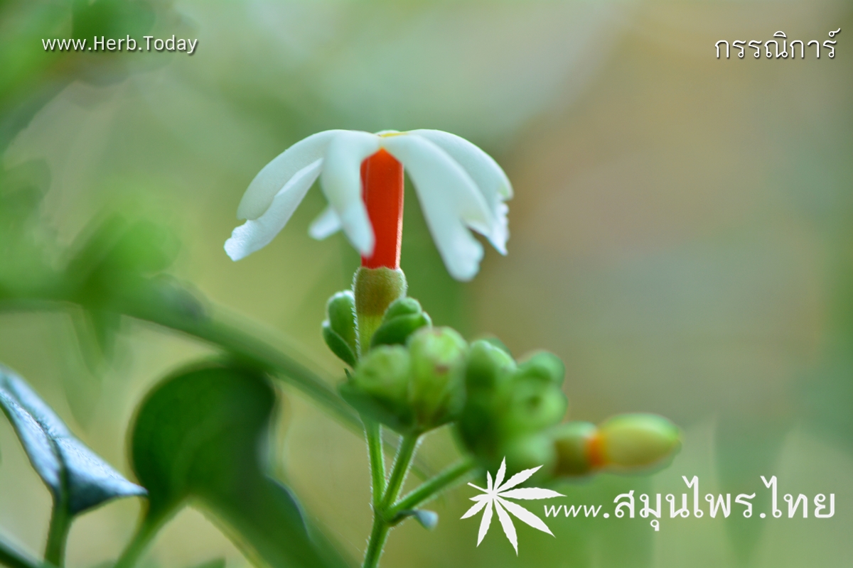 กรรณิการ์ ชื่อวิทยาศาสตร์ Nyctanthes arbor-tristis Linn.
