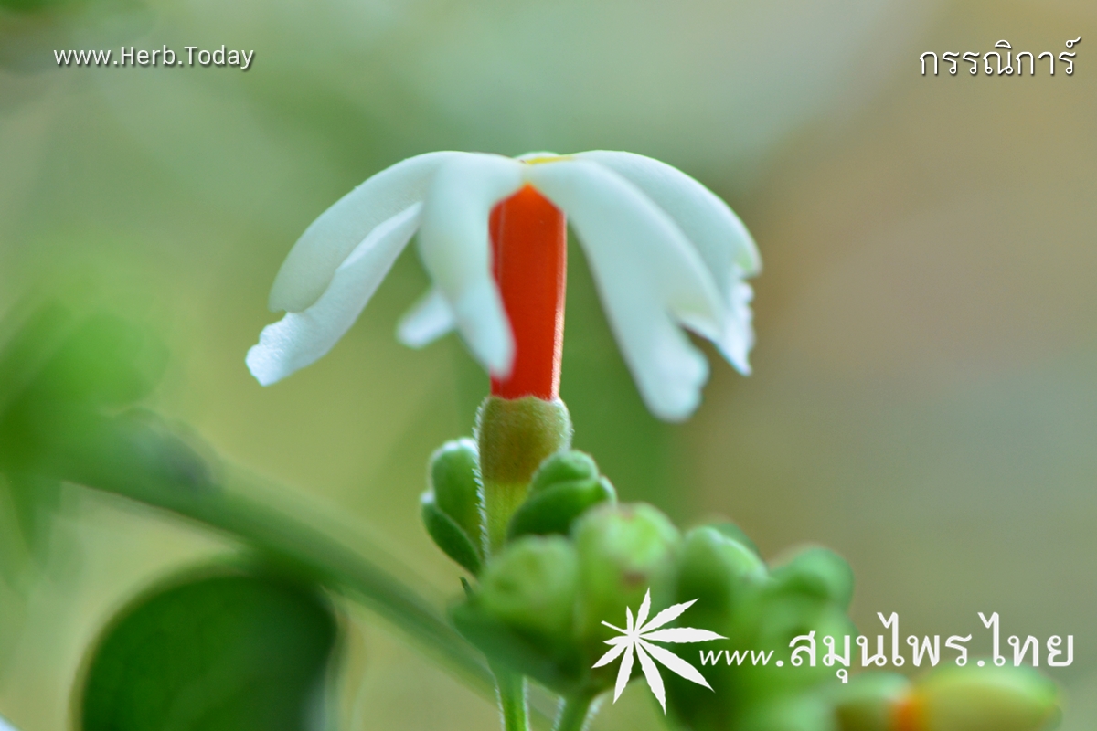 กรรณิการ์ ชื่อวิทยาศาสตร์ Nyctanthes arbor-tristis Linn.
