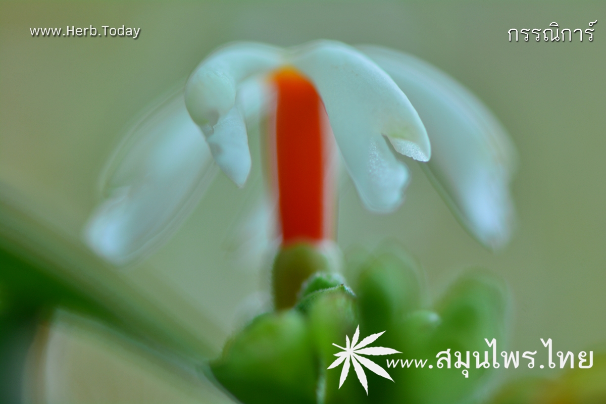 กรรณิการ์ ชื่อวิทยาศาสตร์ Nyctanthes arbor-tristis Linn.