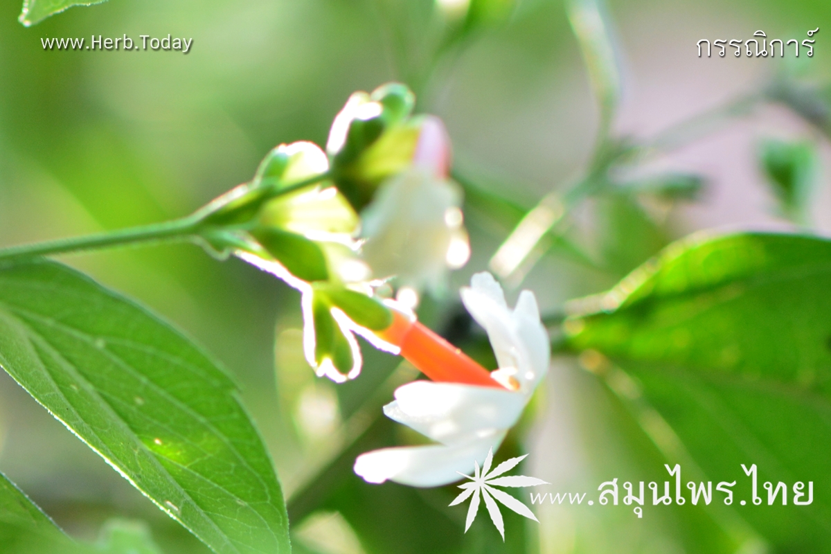 กรรณิการ์ ชื่อวิทยาศาสตร์ Nyctanthes arbor-tristis Linn.