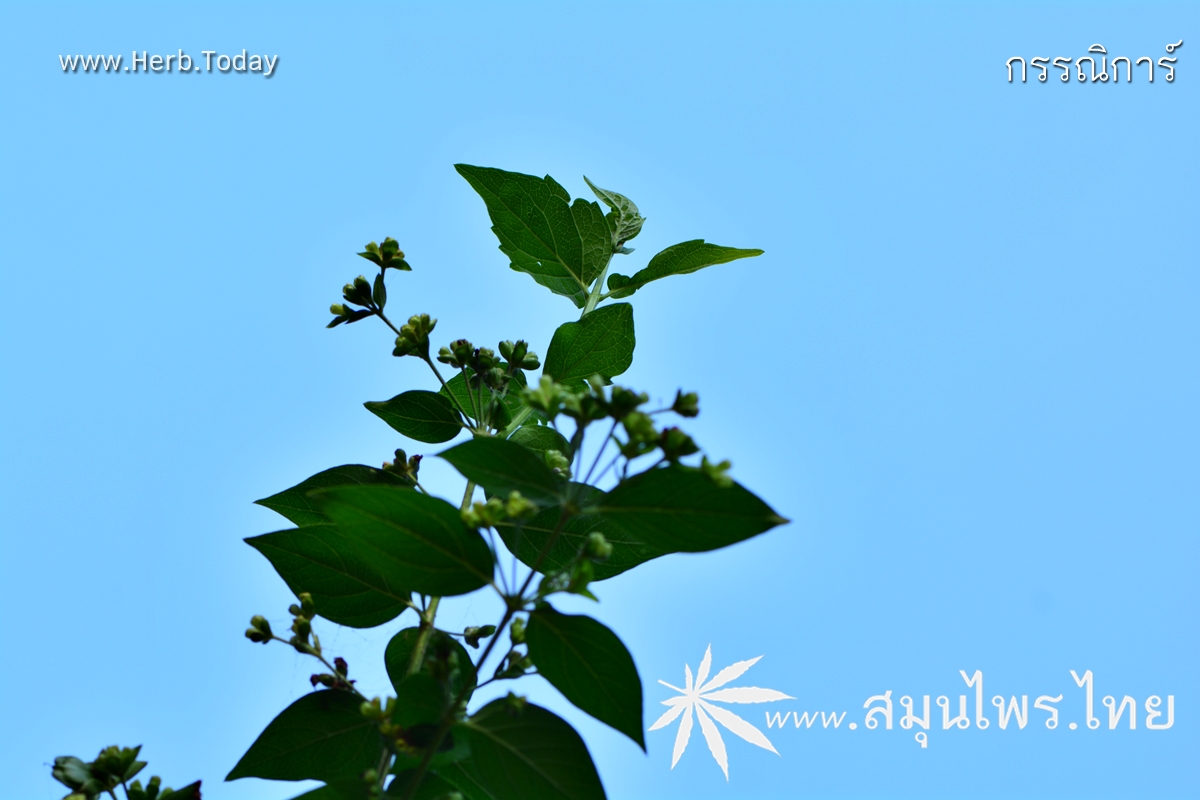 กรรณิการ์ ชื่อวิทยาศาสตร์ Nyctanthes arbor-tristis Linn.