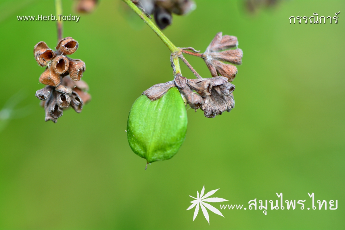 กรรณิการ์ ชื่อวิทยาศาสตร์ Nyctanthes arbor-tristis Linn.