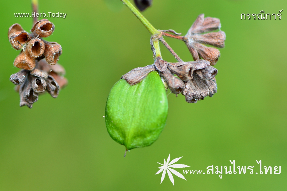 กรรณิการ์ ชื่อวิทยาศาสตร์ Nyctanthes arbor-tristis Linn.
