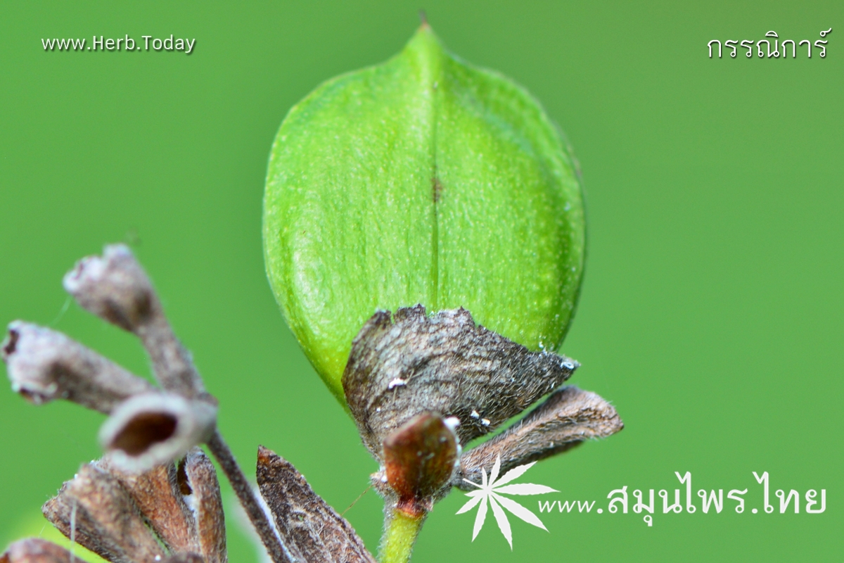 กรรณิการ์ ชื่อวิทยาศาสตร์ Nyctanthes arbor-tristis Linn.