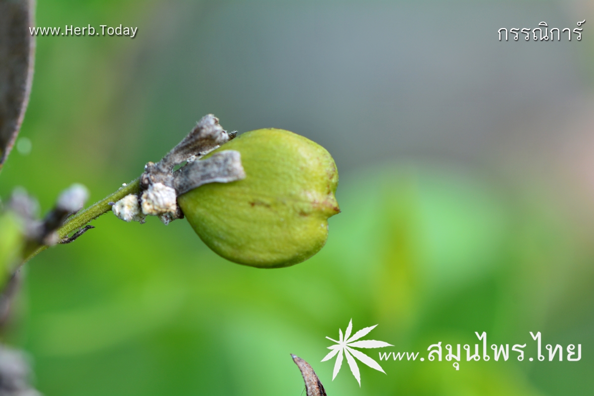 กรรณิการ์ ชื่อวิทยาศาสตร์ Nyctanthes arbor-tristis Linn.