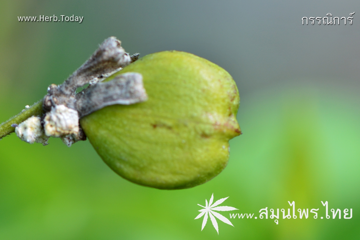 กรรณิการ์ ชื่อวิทยาศาสตร์ Nyctanthes arbor-tristis Linn.