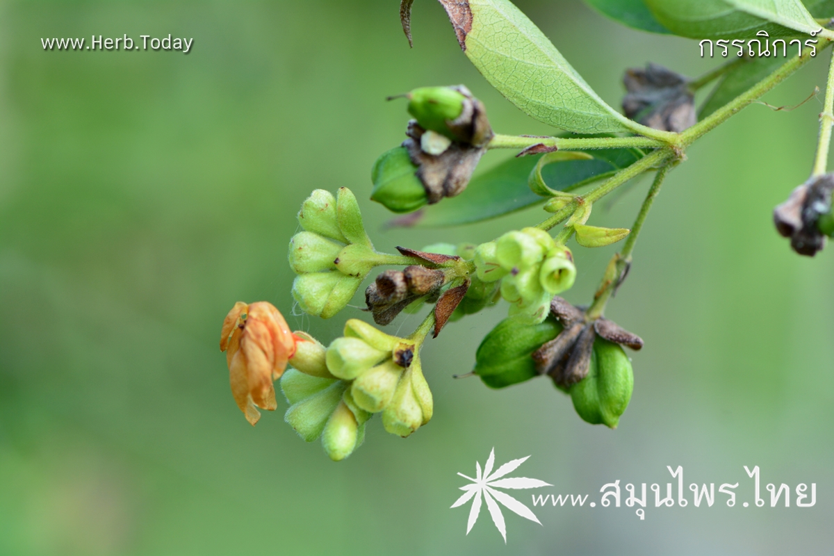 กรรณิการ์ ชื่อวิทยาศาสตร์ Nyctanthes arbor-tristis Linn.