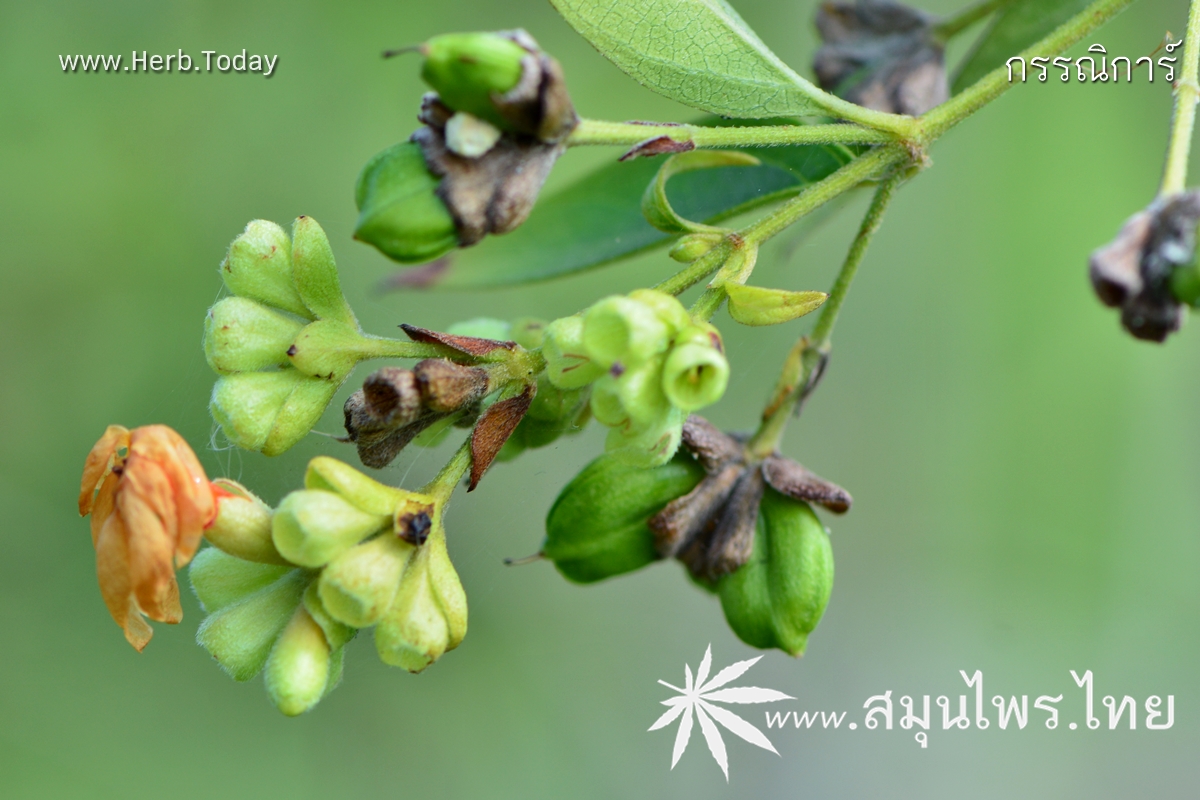 กรรณิการ์ ชื่อวิทยาศาสตร์ Nyctanthes arbor-tristis Linn.
