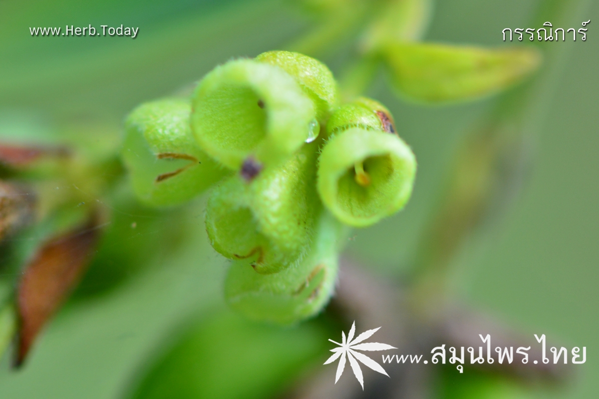 กรรณิการ์ ชื่อวิทยาศาสตร์ Nyctanthes arbor-tristis Linn.