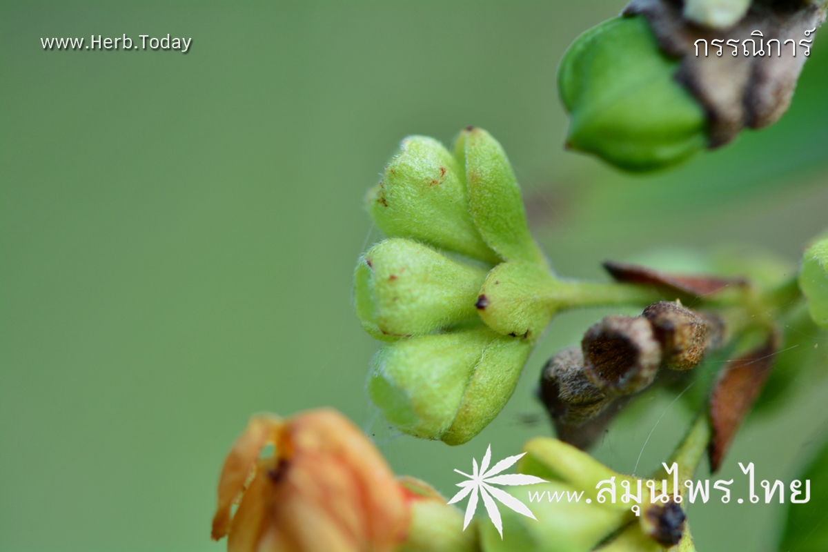กรรณิการ์ ชื่อวิทยาศาสตร์ Nyctanthes arbor-tristis Linn.