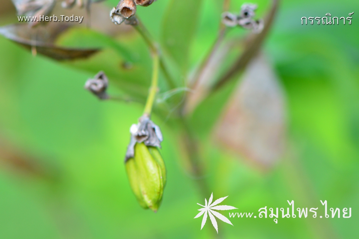 กรรณิการ์ ชื่อวิทยาศาสตร์ Nyctanthes arbor-tristis Linn.