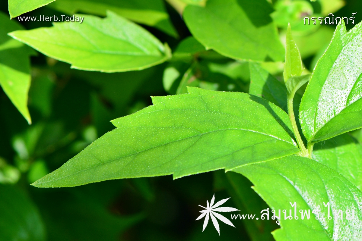 กรรณิการ์ ชื่อวิทยาศาสตร์ Nyctanthes arbor-tristis Linn.