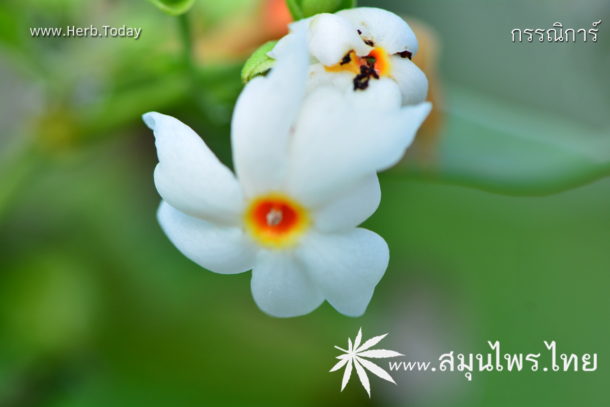 กรรณิการ์ ชื่อวิทยาศาสตร์ Nyctanthes arbor-tristis Linn.