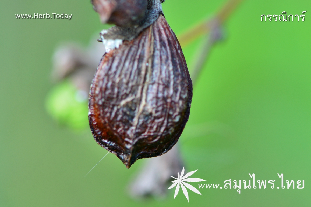 กรรณิการ์ ชื่อวิทยาศาสตร์ Nyctanthes arbor-tristis Linn.