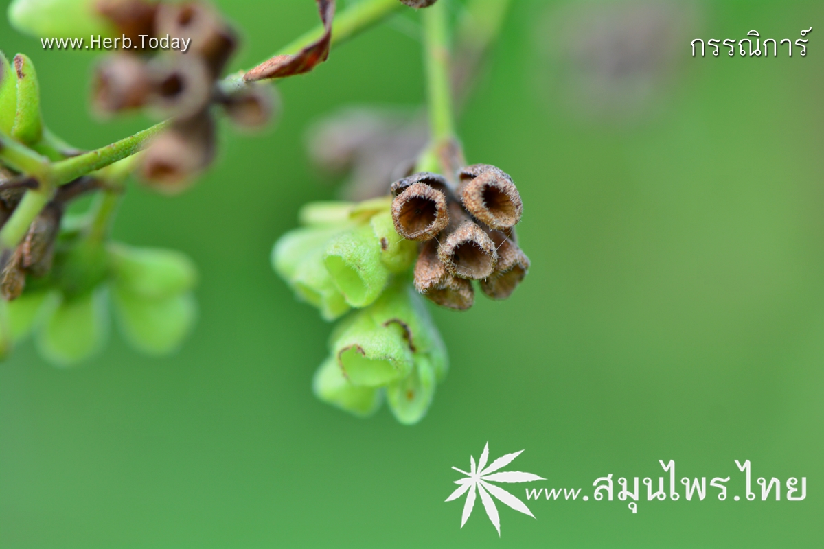 กรรณิการ์ ชื่อวิทยาศาสตร์ Nyctanthes arbor-tristis Linn.