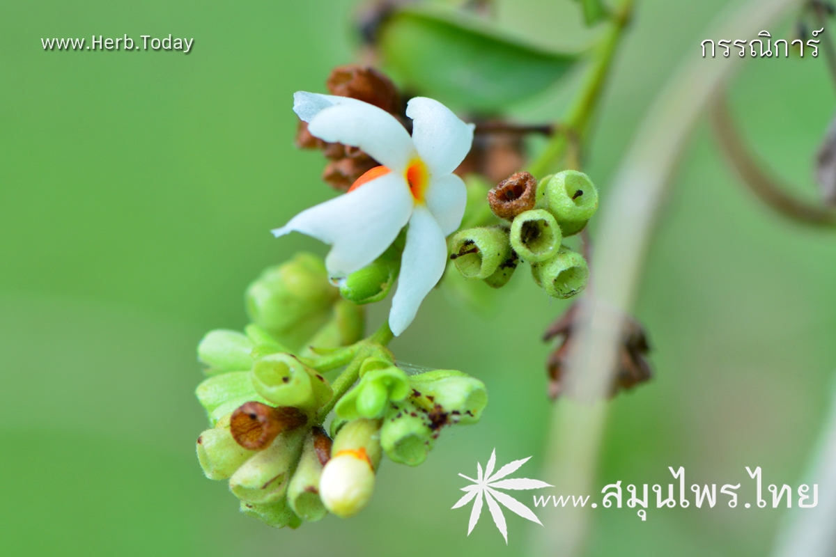 กรรณิการ์ ชื่อวิทยาศาสตร์ Nyctanthes arbor-tristis Linn.