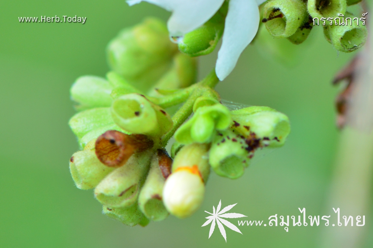 กรรณิการ์ ชื่อวิทยาศาสตร์ Nyctanthes arbor-tristis Linn.