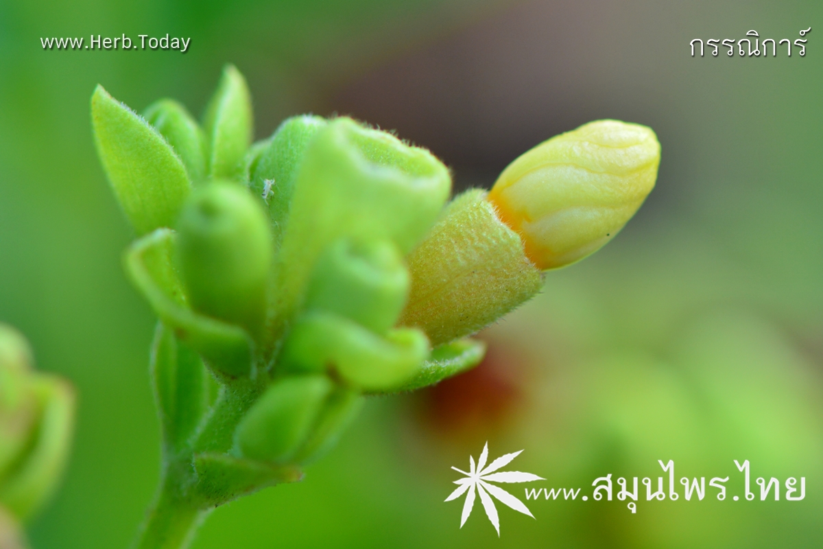 กรรณิการ์ ชื่อวิทยาศาสตร์ Nyctanthes arbor-tristis Linn.