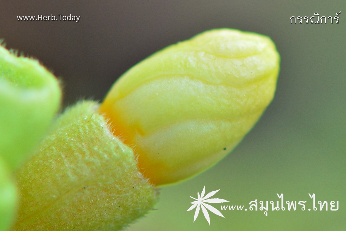 กรรณิการ์ ชื่อวิทยาศาสตร์ Nyctanthes arbor-tristis Linn.