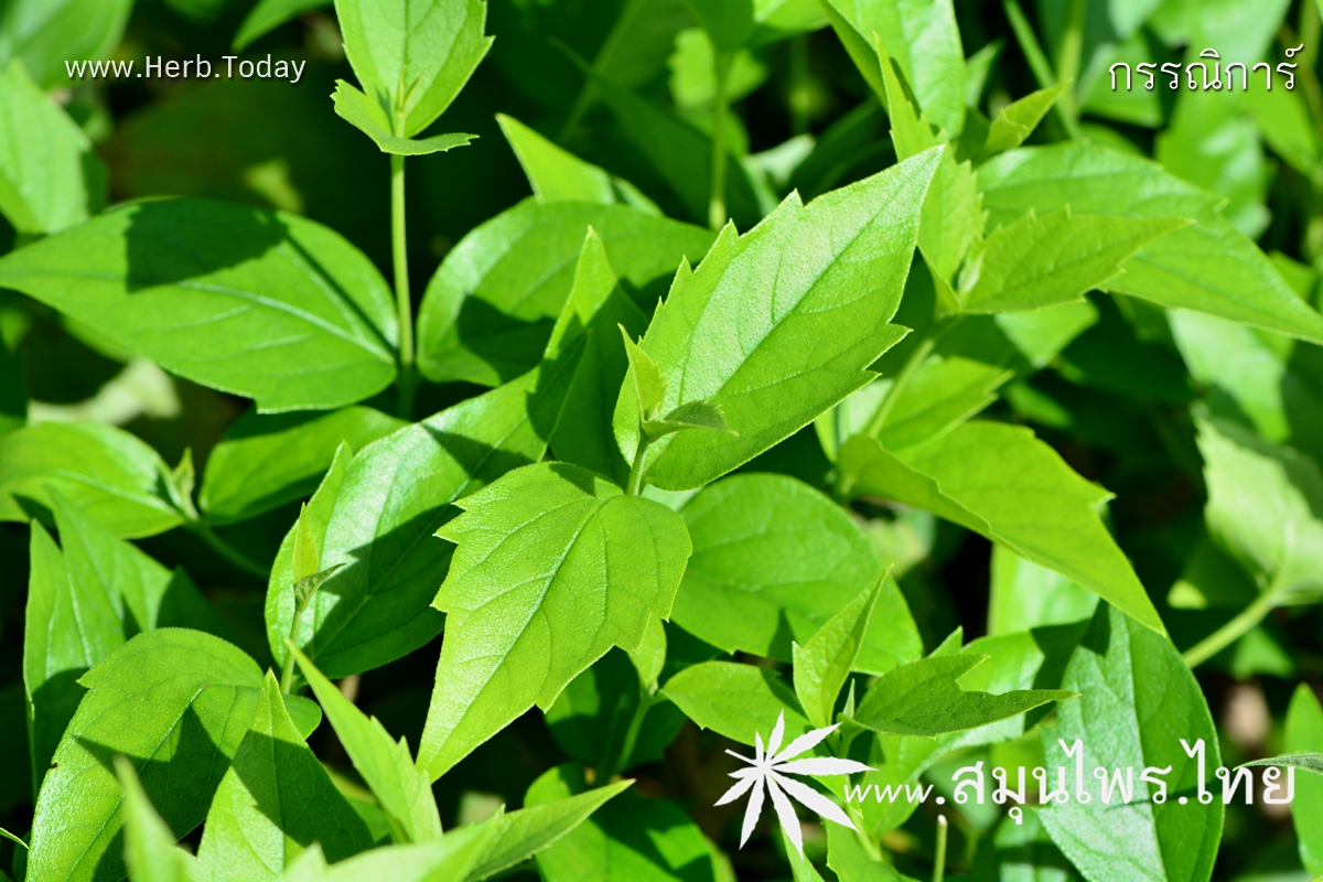 กรรณิการ์ ชื่อวิทยาศาสตร์ Nyctanthes arbor-tristis Linn.