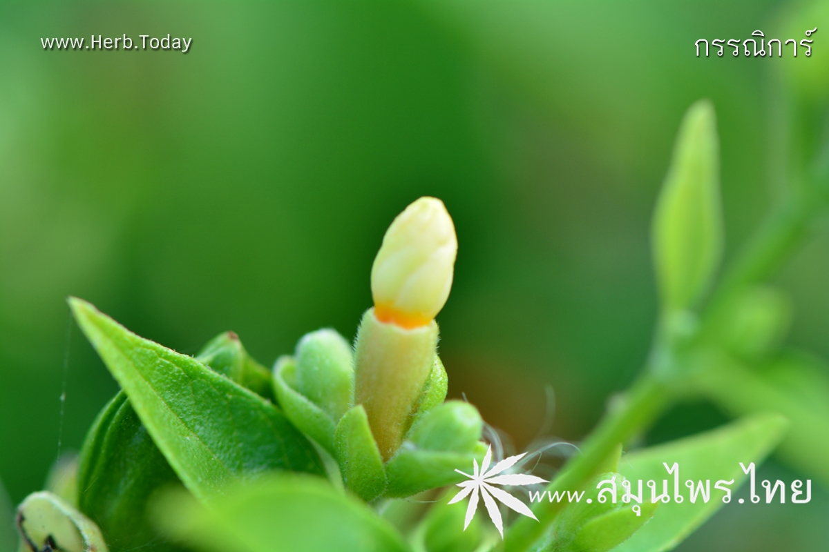 กรรณิการ์ ชื่อวิทยาศาสตร์ Nyctanthes arbor-tristis Linn.