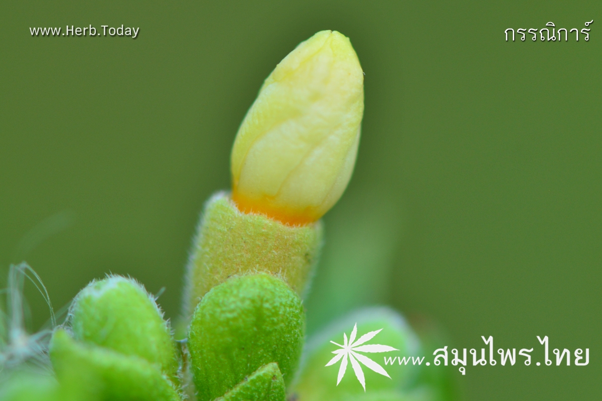 กรรณิการ์ ชื่อวิทยาศาสตร์ Nyctanthes arbor-tristis Linn.