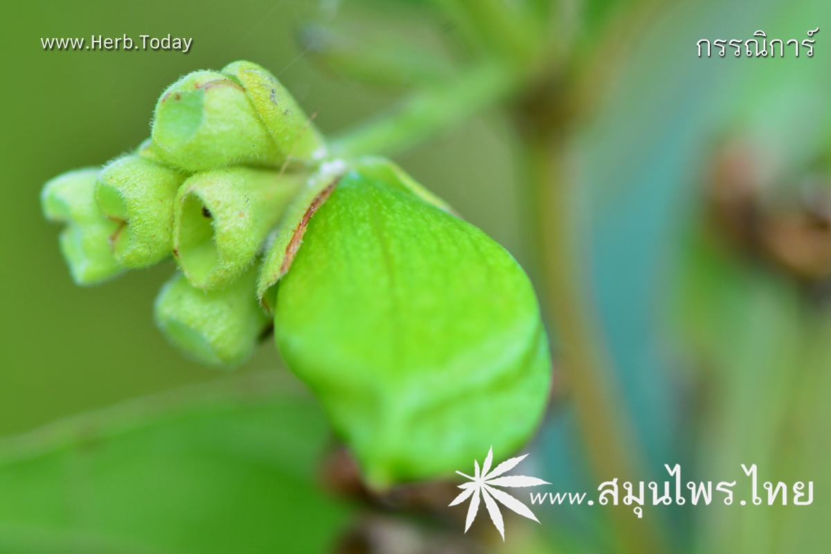 กรรณิการ์ ชื่อวิทยาศาสตร์ Nyctanthes arbor-tristis Linn.
