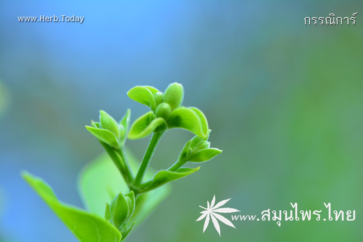 กรรณิการ์ ชื่อวิทยาศาสตร์ Nyctanthes arbor-tristis Linn.