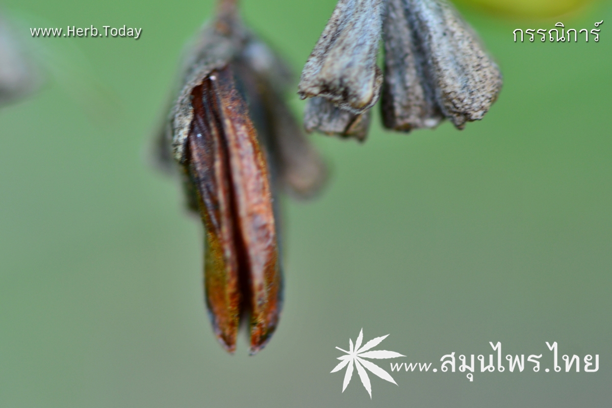 กรรณิการ์ ชื่อวิทยาศาสตร์ Nyctanthes arbor-tristis Linn.