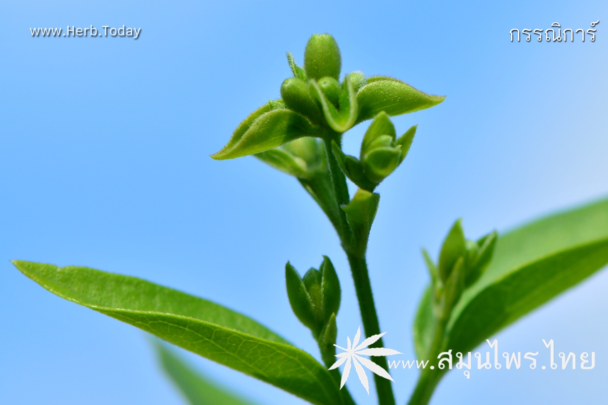 กรรณิการ์ ชื่อวิทยาศาสตร์ Nyctanthes arbor-tristis Linn.