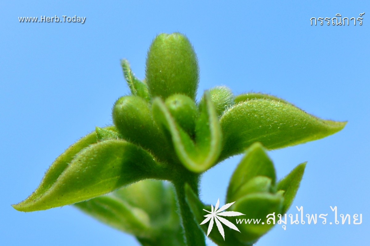 กรรณิการ์ ชื่อวิทยาศาสตร์ Nyctanthes arbor-tristis Linn.