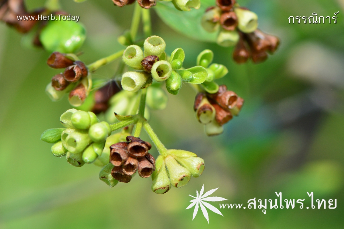 กรรณิการ์ ชื่อวิทยาศาสตร์ Nyctanthes arbor-tristis Linn.