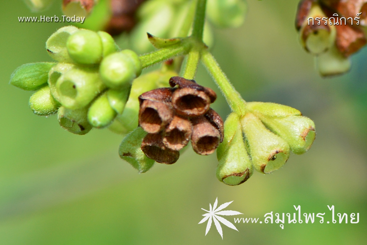 กรรณิการ์ ชื่อวิทยาศาสตร์ Nyctanthes arbor-tristis Linn.