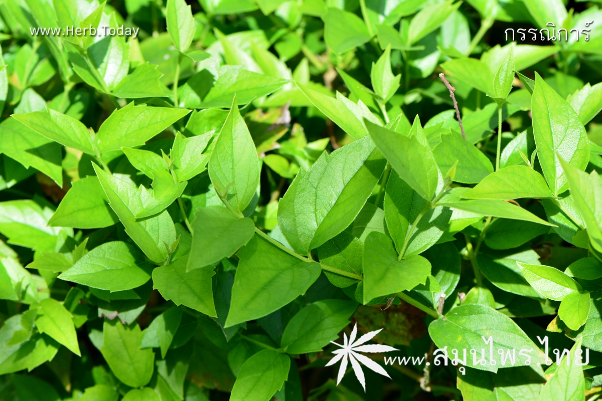 กรรณิการ์ ชื่อวิทยาศาสตร์ Nyctanthes arbor-tristis Linn.