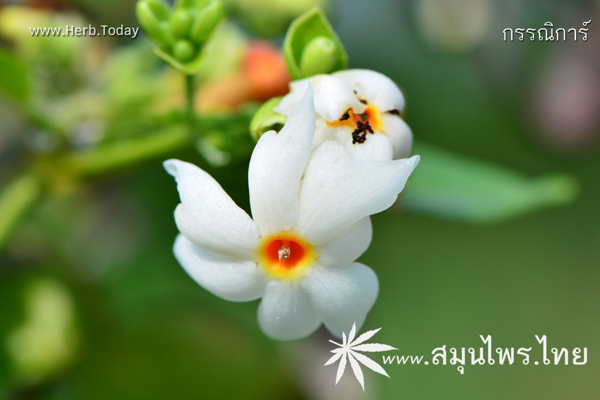 กรรณิการ์ ชื่อวิทยาศาสตร์ Nyctanthes arbor-tristis Linn.