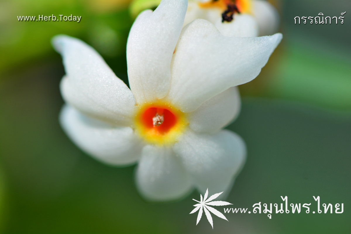 กรรณิการ์ ชื่อวิทยาศาสตร์ Nyctanthes arbor-tristis Linn.