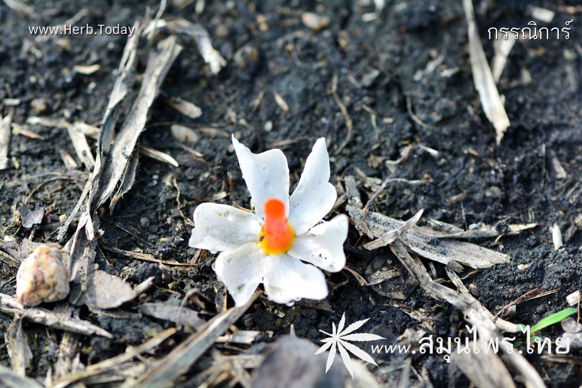 กรรณิการ์ ชื่อวิทยาศาสตร์ Nyctanthes arbor-tristis Linn.