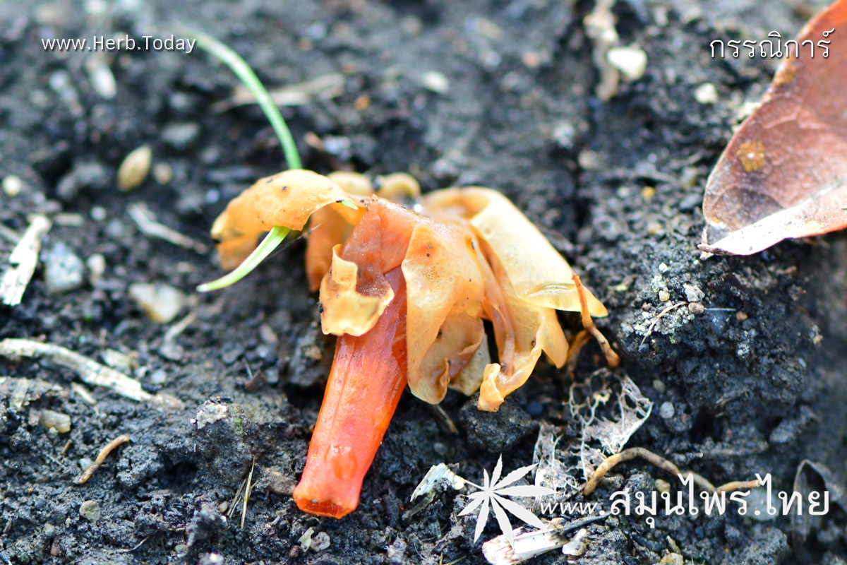 กรรณิการ์ ชื่อวิทยาศาสตร์ Nyctanthes arbor-tristis Linn.
