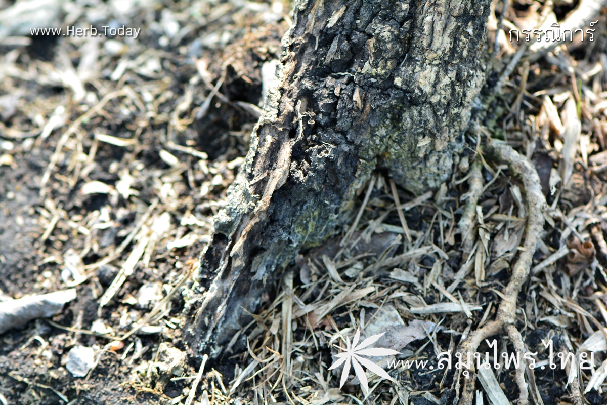 กรรณิการ์ ชื่อวิทยาศาสตร์ Nyctanthes arbor-tristis Linn.