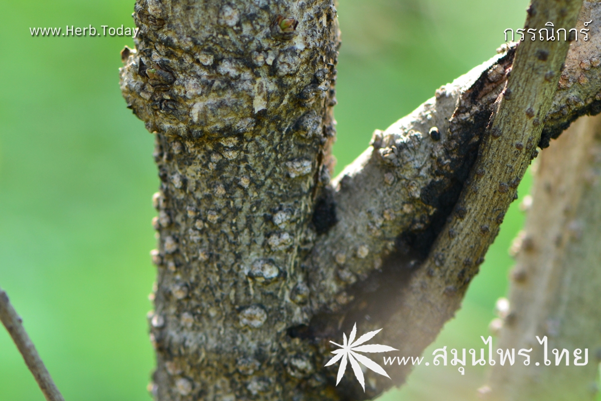 กรรณิการ์ ชื่อวิทยาศาสตร์ Nyctanthes arbor-tristis Linn.