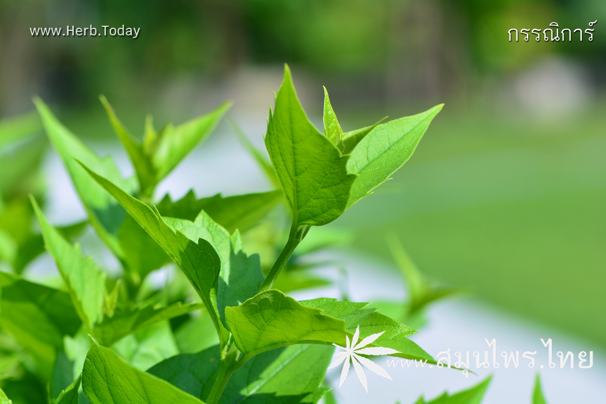 กรรณิการ์ ชื่อวิทยาศาสตร์ Nyctanthes arbor-tristis Linn.