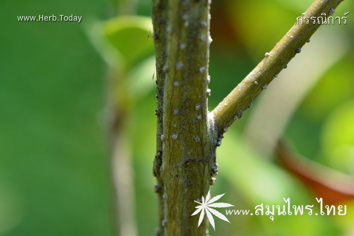 กรรณิการ์ ชื่อวิทยาศาสตร์ Nyctanthes arbor-tristis Linn.