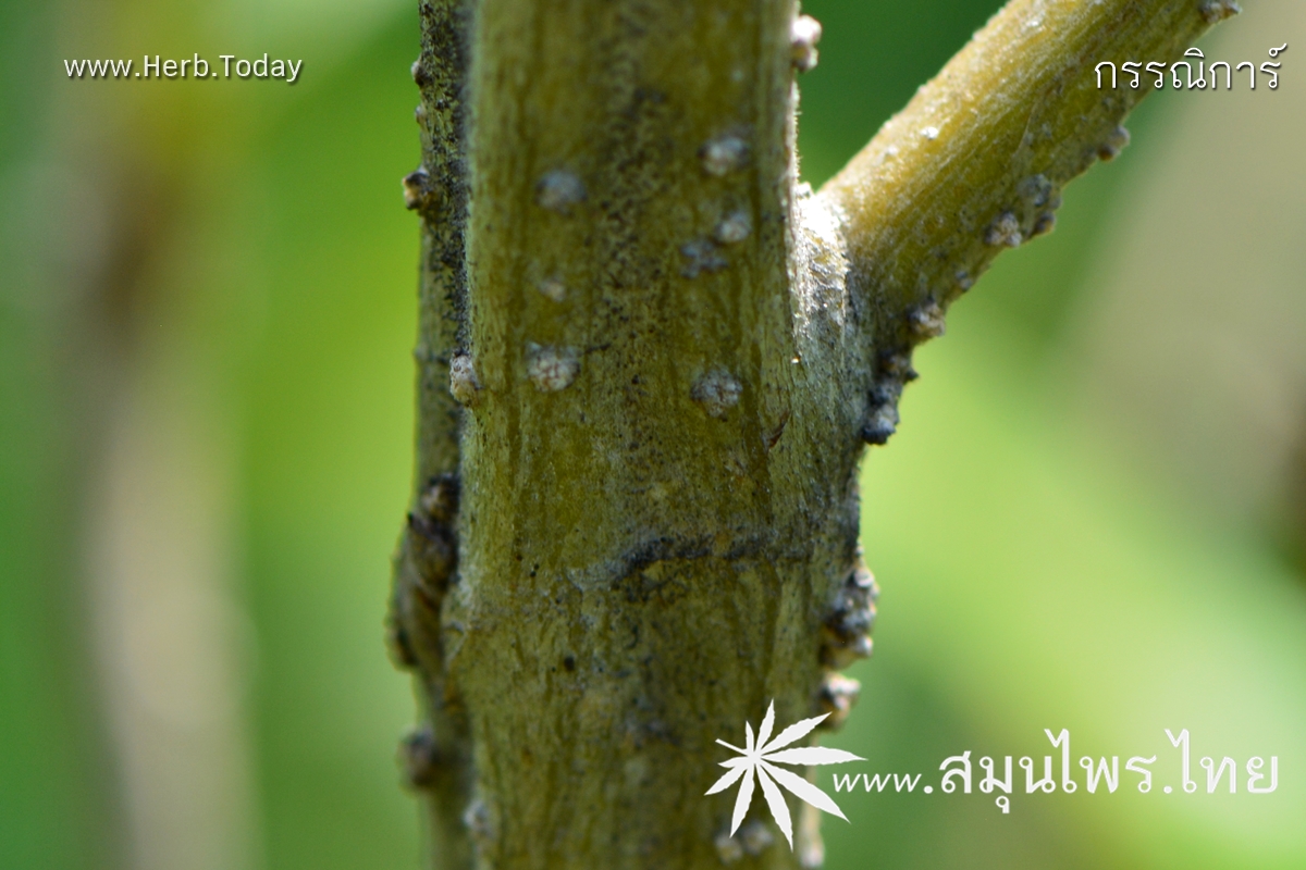 กรรณิการ์ ชื่อวิทยาศาสตร์ Nyctanthes arbor-tristis Linn.
