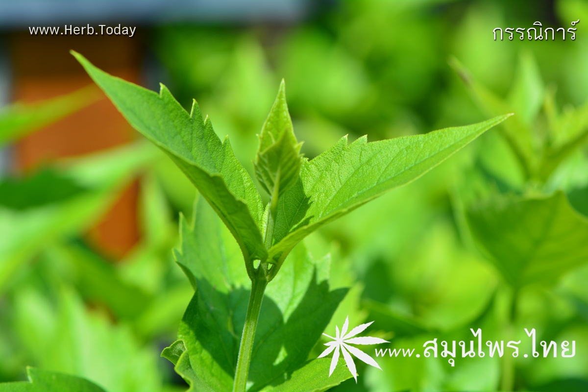 กรรณิการ์ ชื่อวิทยาศาสตร์ Nyctanthes arbor-tristis Linn.