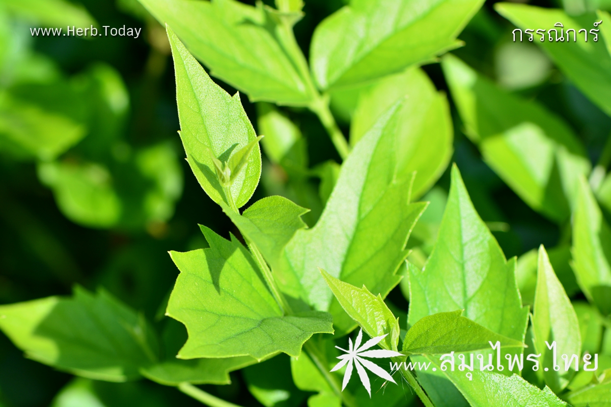 กรรณิการ์ ชื่อวิทยาศาสตร์ Nyctanthes arbor-tristis Linn.