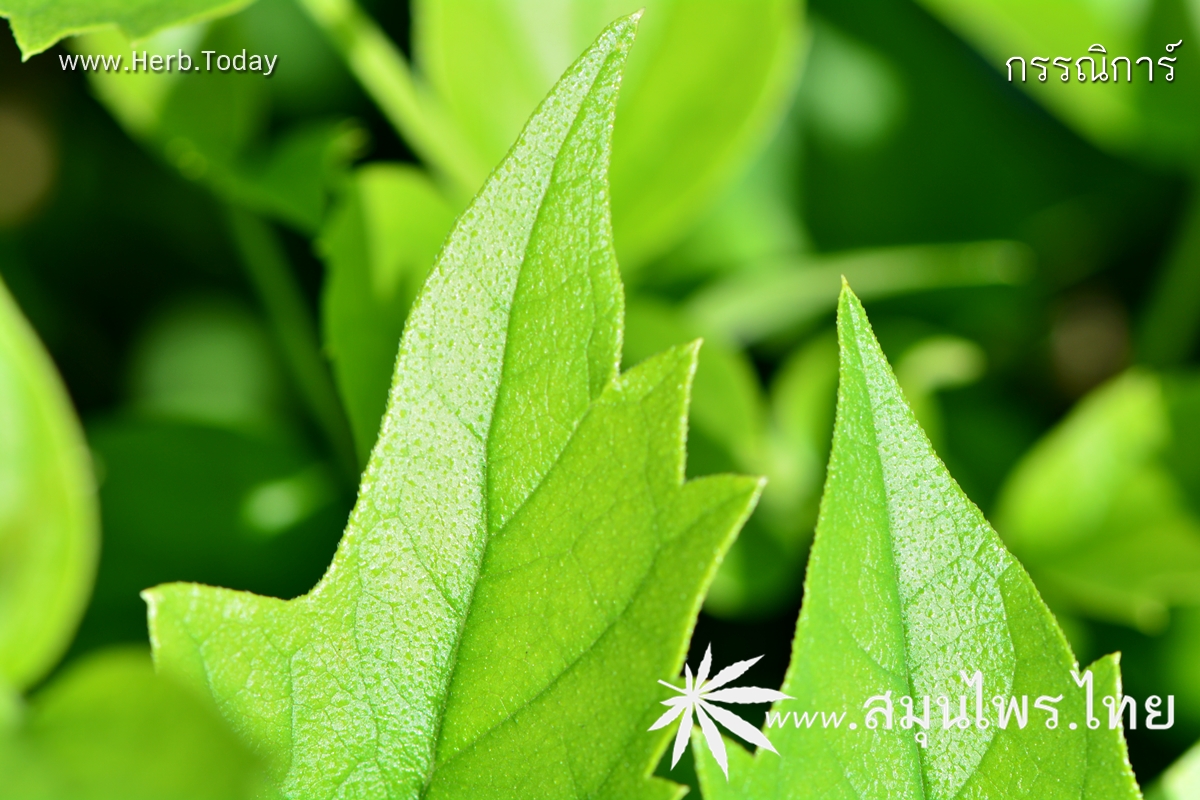 กรรณิการ์ ชื่อวิทยาศาสตร์ Nyctanthes arbor-tristis Linn.