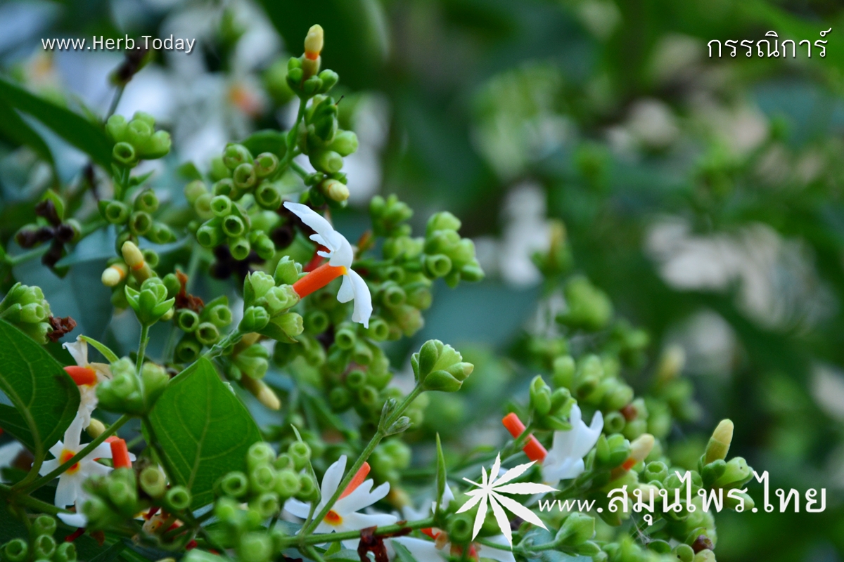 กรรณิการ์ ชื่อวิทยาศาสตร์ Nyctanthes arbor-tristis Linn.