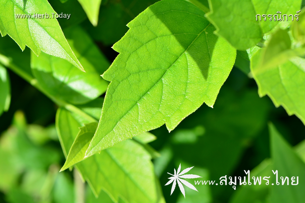 กรรณิการ์ ชื่อวิทยาศาสตร์ Nyctanthes arbor-tristis Linn.